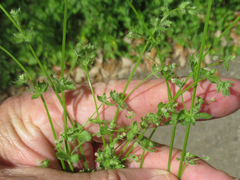 Galium texense