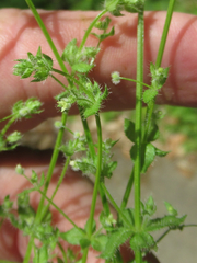Galium texense