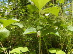 (c) Sean Feirstein, some rights reserved (CC BY) Trillium rugelii, photograph (c) Sean Feirstein, some rights reserved (CC BY)