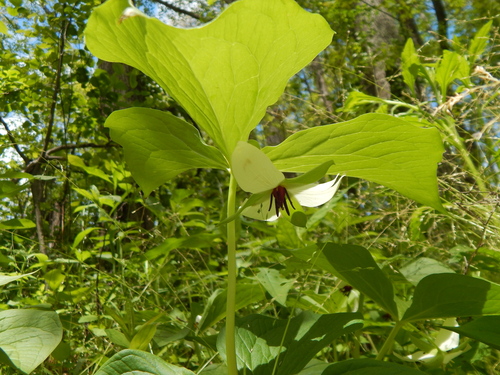 Trillium rugelii, photograph 6