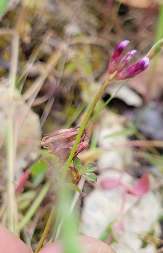 iNaturalist observation photo of pinpoint clover