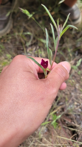 iNaturalist observation photo of Winecup Clarkia
