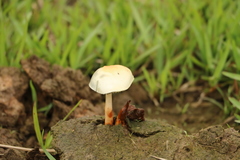 Protostropharia ovalispora