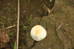 Protostropharia ovalispora