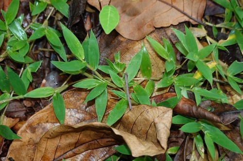 Urochloa reptans iNat (3)