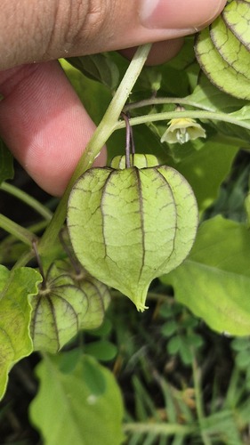 cutleaf groundcherry