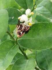 Anteros carausius carausius