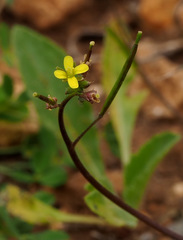 Diplotaxis viminea