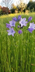 Triteleia