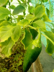 Capsicum annuum annuum
