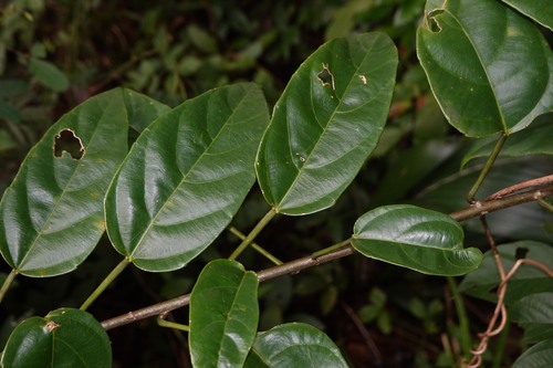 Omphalea diandra, 2026-04-24