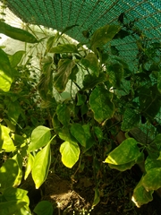Capsicum annuum annuum