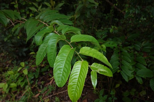 Banara guianensis, 2026-04-24