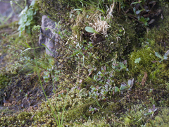 Micranthes foliolosa