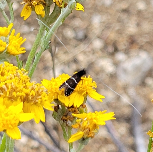 iNaturalist observation photo of Ocean Spray Fairy Moth
