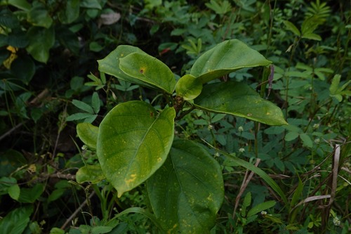 Omphalea diandra observed 2026-04-24
