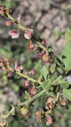 Krameria tomentosa, 2026-04-22