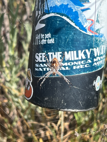 iNaturalist observation photo of Northern Orbweaver
