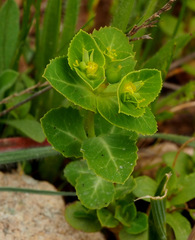 Euphorbia arguta