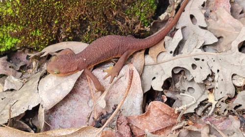 iNaturalist observation photo of California Newt