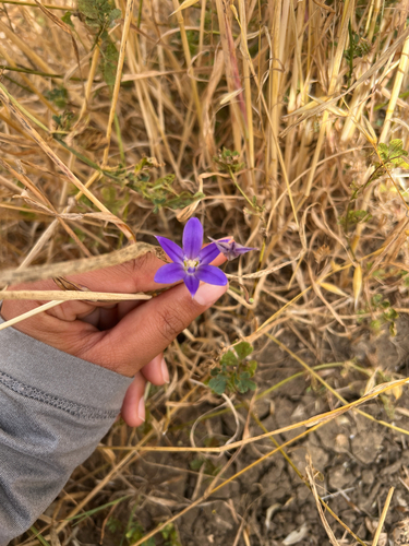 iNaturalist observation photo of Brodiaeas