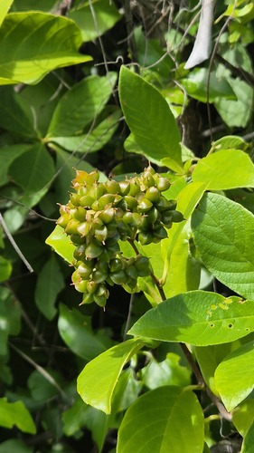 Tetracera breyniana
