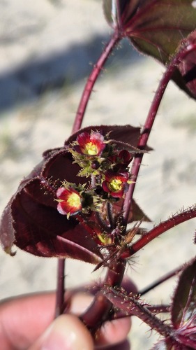 Bellyache Bush