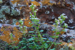 Aeollanthus buchnerianus