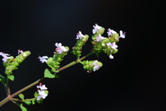 Aeollanthus buchnerianus