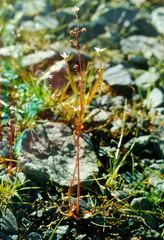 Micranthes foliolosa