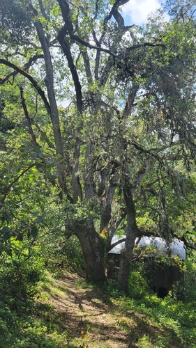 iNaturalist observation photo of Dumosae