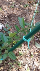 Heliconius charithonia