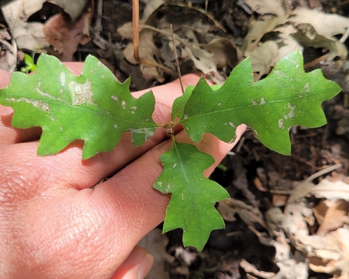 iNaturalist observation photo of Dumosae