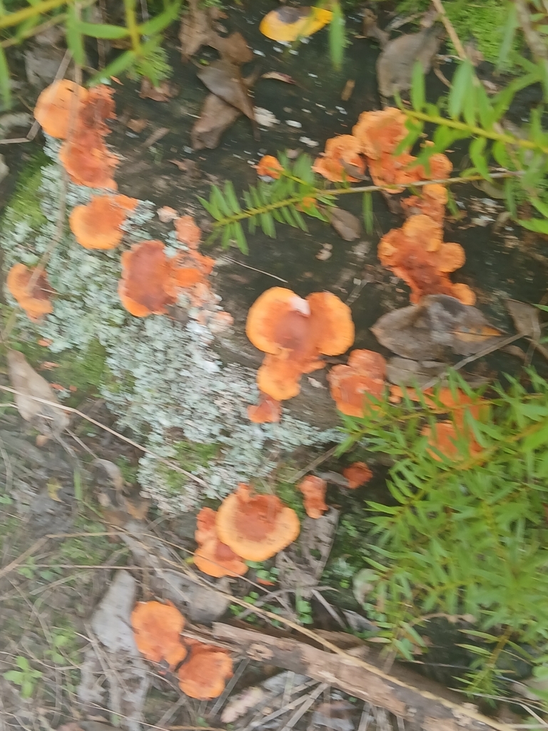 Trametes coccinea · May 2026 · photo: © mphnz (iNaturalist, cc0)