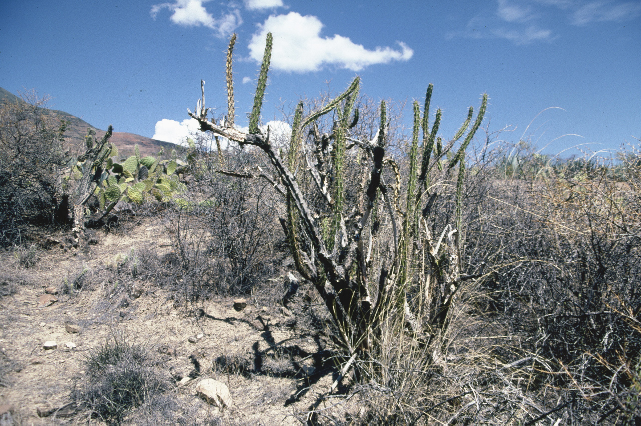 Corryocactus ayacuchoensis