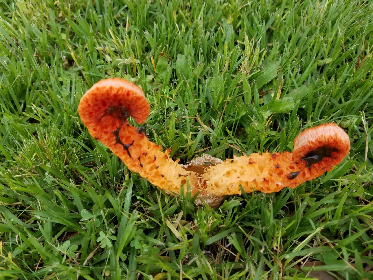 Clathrus columnatus image