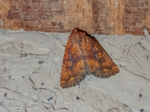 Red Groundling Moth photo 5