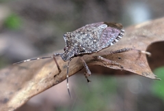 Halyomorpha halys