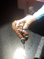 Lampropeltis annulata