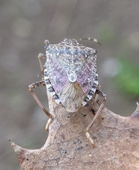 Halyomorpha halys