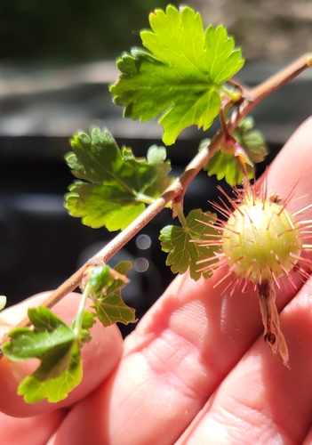 iNaturalist observation photo of hillside gooseberry