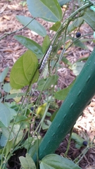 Heliconius charithonia