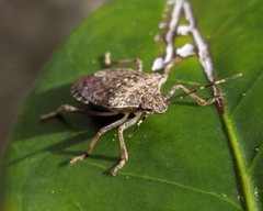 Halyomorpha halys