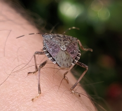 Halyomorpha halys