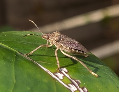 Halyomorpha halys