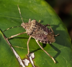 Halyomorpha halys