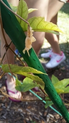 Heliconius charithonia