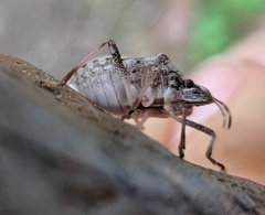 Halyomorpha halys