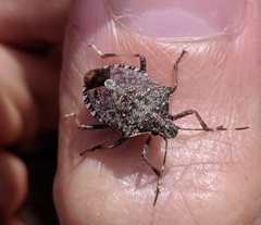 Halyomorpha halys