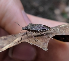 Halyomorpha halys